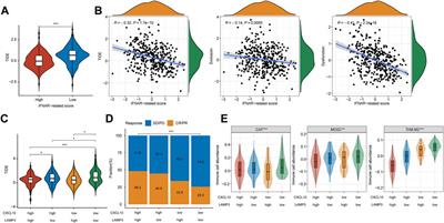 Predicting prognosis and clinical efficacy of immune checkpoint blockade therapy via interferon-alpha response in muscle-invasive bladder cancer